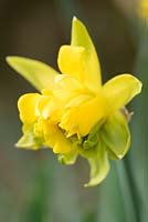 Narcissus obvallaris 'Thomas Virescent' - Derwydd Daffodil. National Botanic Garden of Wales, Llanarthne, Wales