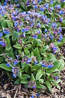 Pulmonaria 'Blue Ensign'. National Botanic Garden of Wales, Llanarthne, Wales