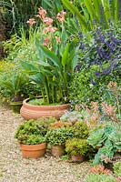 Pots of aloes, echeverias and Cycas revoluta amongst lobelia, Salvia 'Mystic Spires Blue', water Canna 'Erebus', Doryanthes palmeri and other tender and exotic looking shrubs.