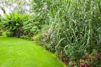 Border full of bold, lush plants including fuchsias, tall Arundo donax, pink dahlias, Tetrapanax papyrifer 'Rex', bananas and hedychiums.