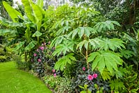 Tetrapanax papyrifer 'Rex' underplanted with dark leaved Dahlia 'Fascination' and Cautleya spicata.