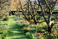 Kitchen garden with central avenue of old espaliered apple trees underplanted with an array of colourful spring bulbs at Hergest Croft Gardens, Kington, Herefordshire