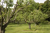 Trimmed and pruned apple trees in orchard, Chateau et Jardins du Rivau, Loire Valley, France