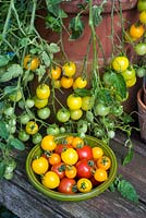 Tomatoes, Solanum lycopersicum, 'Suncherry Smile' and 'Tumbling Tom Yellow'.