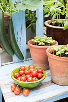 Tomatoes, Solanum lycopersicum, 'Suncherry Smile' with pots of Sweet Basil seedlings.