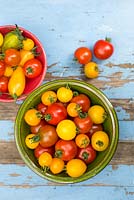 Bowls of tomatoes, Solanum lycopersicum, 'Suncherry Smile' and 'Tumbling Tom Yellow'.