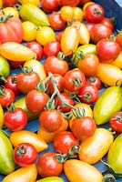 Tomatoes, Solanum lycopersicum, 'Suncherry Smile', 'Tumbling Tom Yellow', 'Green Tiger', 'Blush Tiger and 'Pink Tiger'.