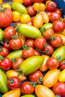 Tomatoes, Solanum lycopersicum, 'Suncherry Smile', 'Tumbling Tom Yellow', 'Green Tiger', 'Blush Tiger and 'Pink Tiger'.