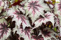 Begonia 'Silver Spirit' - Dibleys