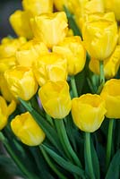 Tulipa 'Yellow Angel' - RHS Malvern Spring Festival 2017