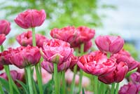Tulipa 'Wedding Gift' - RHS Malvern Spring Festival 2017 - May