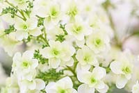 Hydrangea quercifolia 'Snowflake' - RHS Malvern Spring Festival 2017 - May