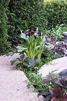 Dark colours of Zantedeschia with Rodgersia foliage, surrounded by a Yew hedge - On the Edge, RHS Hampton Court Palace Flower Show 2017