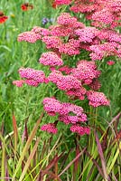 Achillea 'New Vintage Red' with Imperata cylindrica 'Rubra' - Colour Box, RHS Hampton Court Palace Flower Show 2017