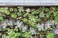 A wall of houseleeks - Sempervivum tectorum, succulents - Echeveria and Maidenhair Ferns - Adiantum support a wooden table top.