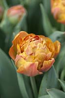 Tulipa 'Brownie' - April, Cheshire