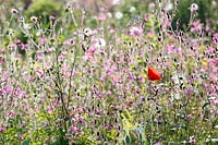 The Garden House, Devon, single red poppy amongst Silene dioica, red campion