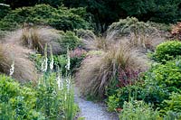 The Garden House, Devon, White foxgloves set against Chinochloa conspicua 'Rubra' grasses