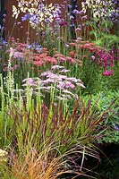 Hampton Court Flower Show, 2017. The Colour Box garden. Imperata 'Red Baron' grass, Achillea and Verbena bonariense in summer border