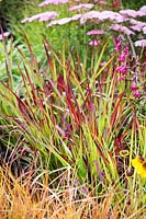 Hampton Court Flower Show, 2017. The Colour Box garden, des. Charlie Bloom. Imperata 'Red Baron' grass