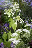 Hampton Court Flower Show, 2017. Viking Cruises 'World of Discovery' garden, des. Paul Hervey-Brookes. Nicotiana sylvestris, Ammi majus in white and blue lacy planting scheme