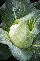 Cabbage 'Dutchman'