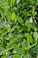 Laurus nobilis - Bay Laurel leaves