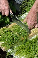 Cutting Horsetail stems to prepare a fungicide preparation against mildew, rust and blackspot