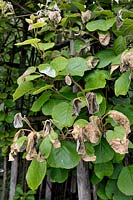 Actinidia 'Hayward' foliage damaged by frost in late spring