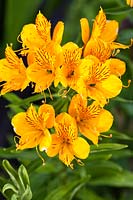Alstroemeria ligtu hybrids in the Front Garden. Veddw House Garden, Monmouthshire, South Wales. June 2017. Garden designed and created by Charles Hawes and Anne Wareham.