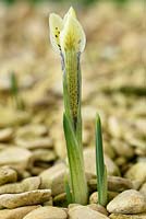 Iris 'Eye Catcher' Reticulata. Flower growing through gravel starting to open 