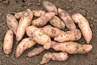Solanum tuberosum 'Pink Fir Apple' AGM. Maincrop potato, freshly lifted tubers