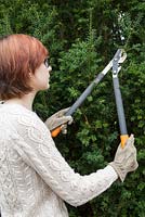 Woman using loppers to trim yew hedge
