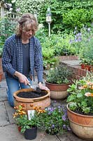 Lady planting up containers on patio with potted plants of Osteospermum and Campanula, 