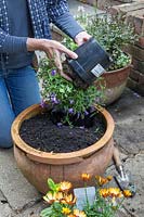 Lady planting up containers on patio with Campanula 'Blue Sky'and Osteospermum 'Margarita Sunset'