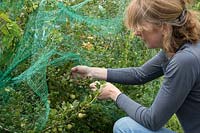 Lady picking a netted crop of Gooseberries'Hinomaki Yellow'