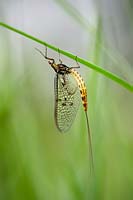 Mayfly - Ephemera vulgata