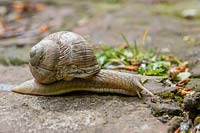 Roman snail - Helix pomatia om garden path