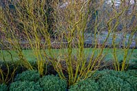 Salix babylonica var. pekinensis tortuosa and Hebe pinguifolia 'Sutherlandii'. RHS Garden Harlow Carr