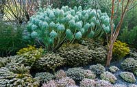 Frost covered Heathers and Euphorbia on the winter walk. RHS Garden Harlow Carr