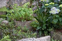 Turismo de Galicia: The Pazo's Secret Garden. Hydrangea Macrophylla 'Renata Blue', Asplenium scolopendrium, ferns and epimedium. Designer: Rosie McMonigall. Sponsor: Turismo de Galicia, North Spain.