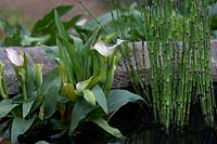 Turismo de Galicia: The Pazo's Secret Garden. Zantedeschia aethiopica with Equisetum hyemale robustum in raised old stone pond. Designer: Rosie McMonigall. Sponsor: Turismo de Galicia, North Spain.