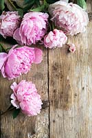 Peonies on a wooden surface