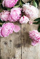 Peonies on a wooden surface