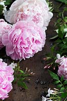 Peonies on a dark wood surface with water drops