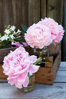Peonies in wooden boxes and jam jars