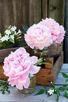 Peonies in wooden boxes and jam jars