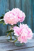 Peonies in jam jars against a blue wooden background