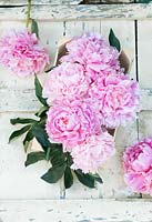 Peonies on a cream painted table