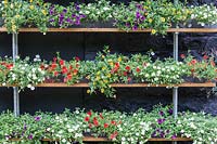 Calibrachoa Theatre: Treated timber shelves against black painted wall. Calibrachoa 'Callie White' syn. C. 'Cabaret White', C.'Balcabwit', Calibrachoa 'Callie Scarlet', syn , C. Cabaret 'Bright Red', 'Balcabrite', Calibrachoa 'Callie Purple', syn C. 'Cabaret Deep Blue', 'Balcabdebu', Calibrachoa 'Callie Yellow', syn C. Cabaret deep Yellow 'Balcabdepy'. Veddw House Garden, Monmouthshire, South Wales. Garden created by Anne Wareham and Charles Hawes.

